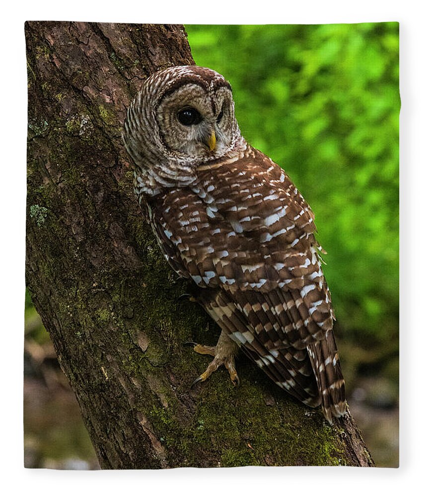 Great Smoky Mountains National Park Fleece Blanket featuring the photograph Barred Owl 2 by Melissa Southern