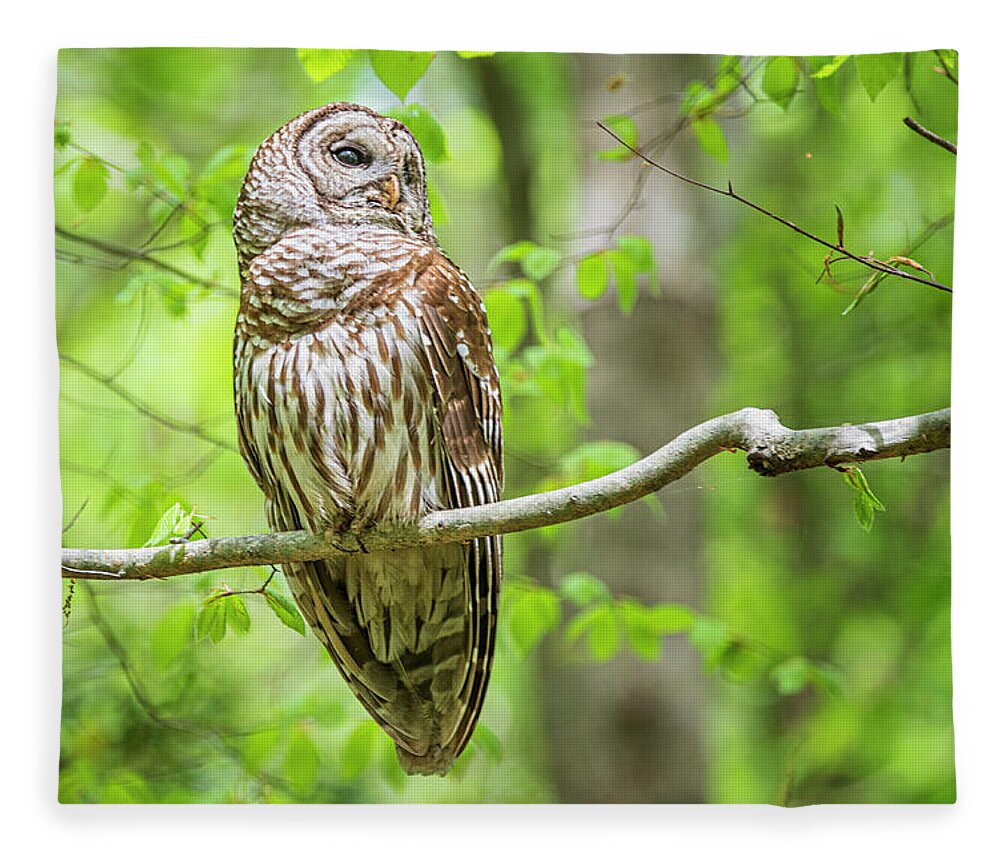 Strix Varia Fleece Blanket featuring the photograph Barred Owl at Cliffs of the Neuse by Bob Decker