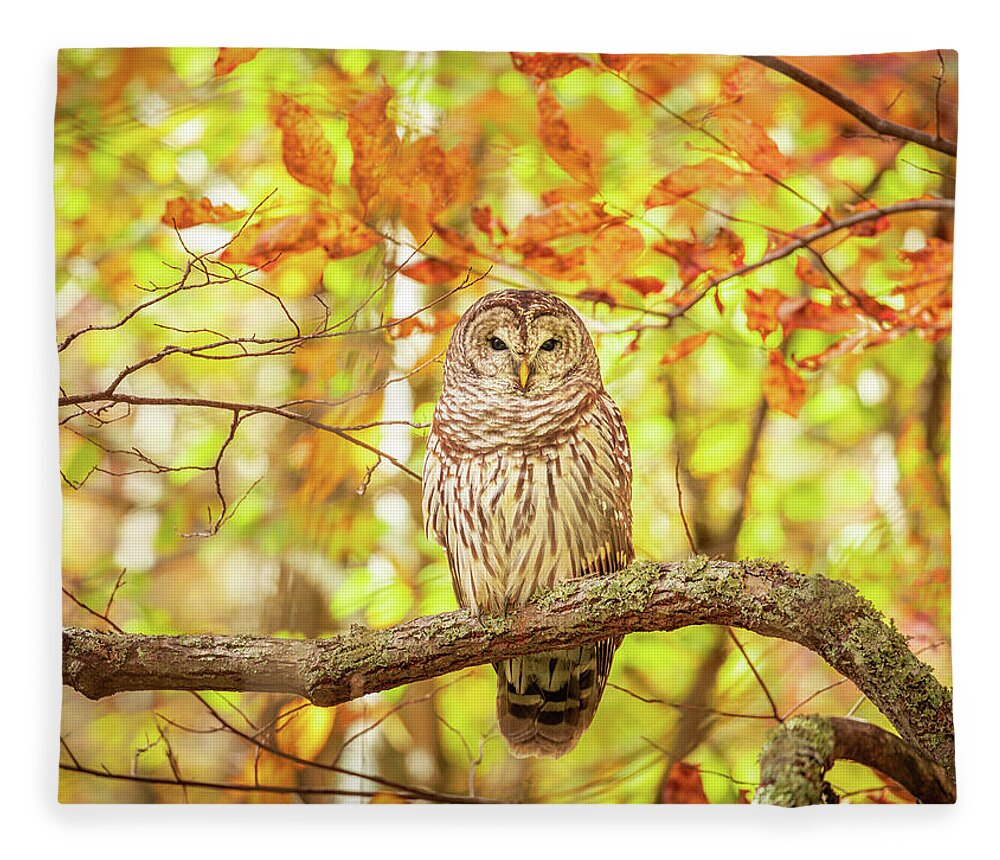 Barred Owl Fleece Blanket featuring the photograph Barred Owl In Autumn Natchez Trace MS by Jordan Hill