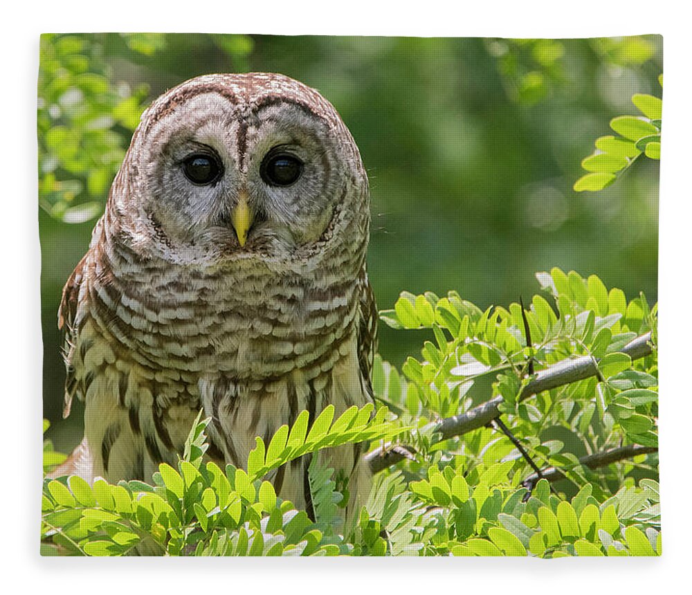 Barred Owl Fleece Blanket featuring the photograph Barred Owl by Linda Shannon Morgan