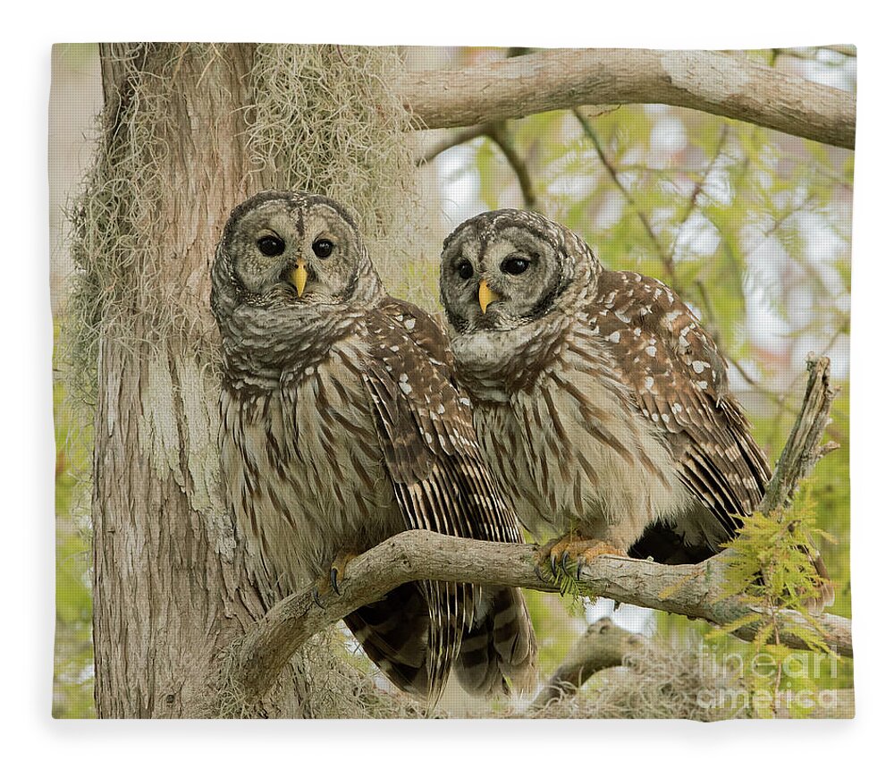 Ron Bielefeld Fleece Blanket featuring the photograph Barred Owl Pair by Ron Bielefeld