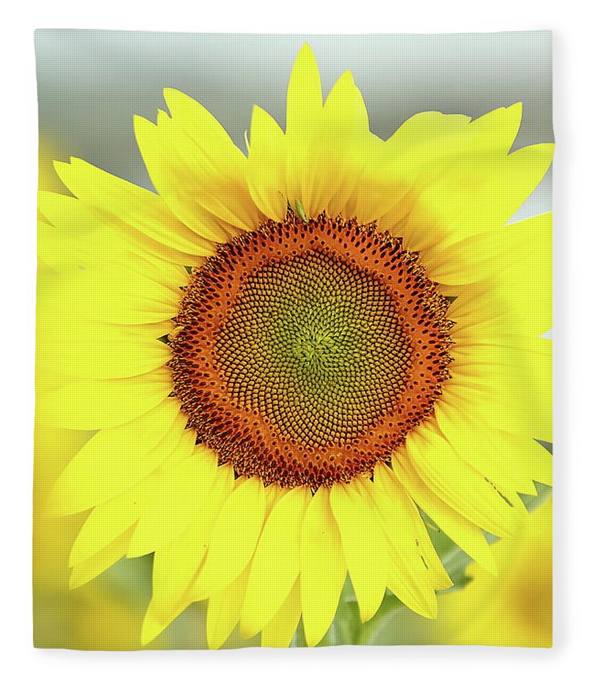 Sunflower Fleece Blanket featuring the photograph Basking In The Sun by Lens Art Photography By Larry Trager