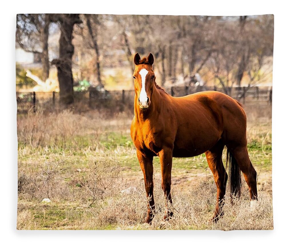 Horse Fleece Blanket featuring the photograph Bay Horse 1 by C Winslow Shafer