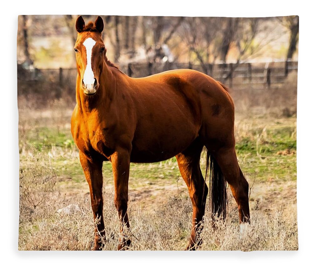 Horse Fleece Blanket featuring the photograph Bay Horse 2 by C Winslow Shafer
