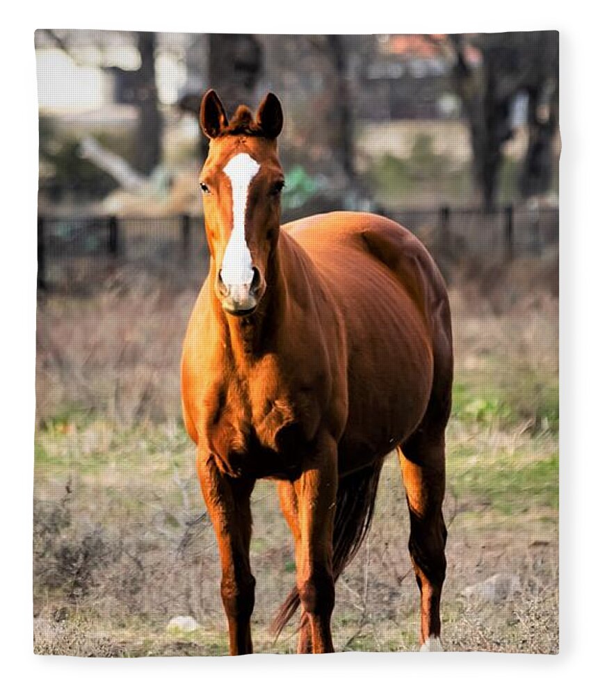 Horse Fleece Blanket featuring the photograph Bay Horse 4 by C Winslow Shafer