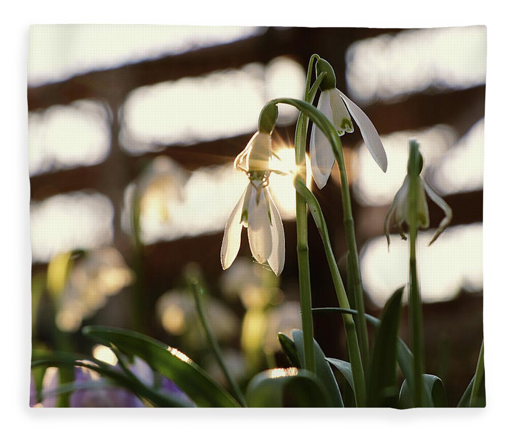 Misty Fleece Blanket featuring the photograph White snowdrop in golden hours. by Vaclav Sonnek