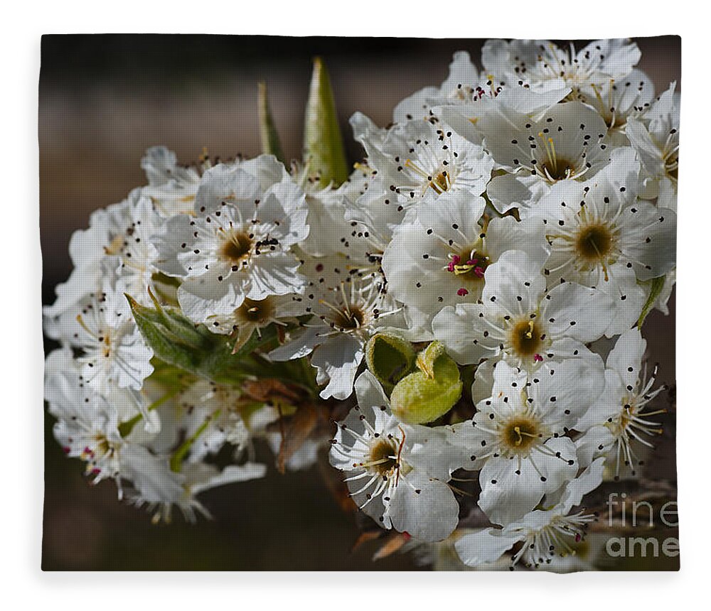 Ornamental Pear Flowers Fleece Blanket featuring the photograph Beautiful White Spring Blossom by Joy Watson