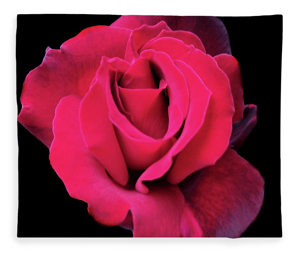 Rose Fleece Blanket featuring the photograph Beauty Of Dark Red Rose Grand Chateau by Leonida Arte