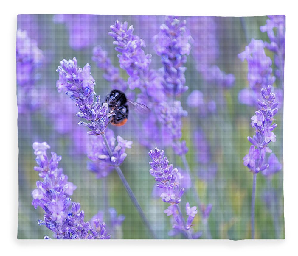 Lavender Fleece Blanket featuring the photograph Bee buzzing in the lavender by Andrew Lalchan