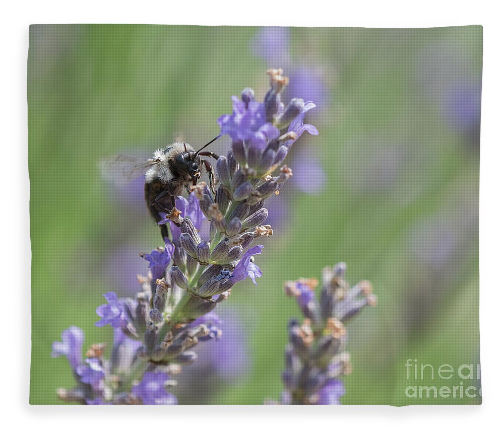 Bee Fleece Blanket featuring the photograph Bee on Lavender by Lorraine Cosgrove