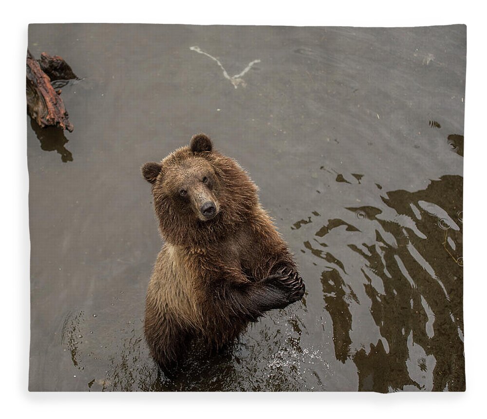 Brown Bear Fleece Blanket featuring the photograph Begging Bear by David Kirby