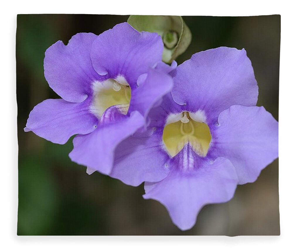 Bengal Clockvine Fleece Blanket featuring the photograph Yellow Throat of Bengal Trumpet by Mingming Jiang