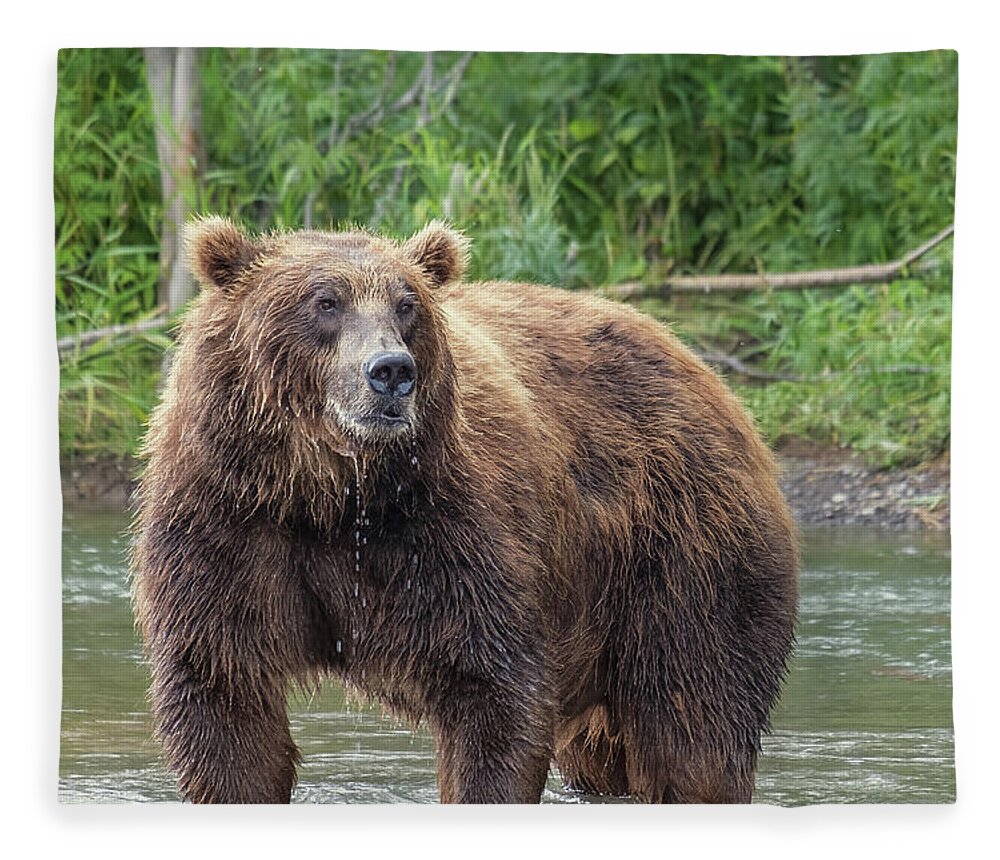 Bear Fleece Blanket featuring the photograph Big brown bear in river by Mikhail Kokhanchikov