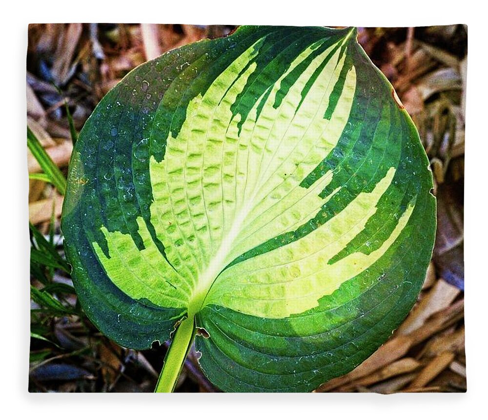 Blooming Fleece Blanket featuring the photograph Big Leaf by David Desautel