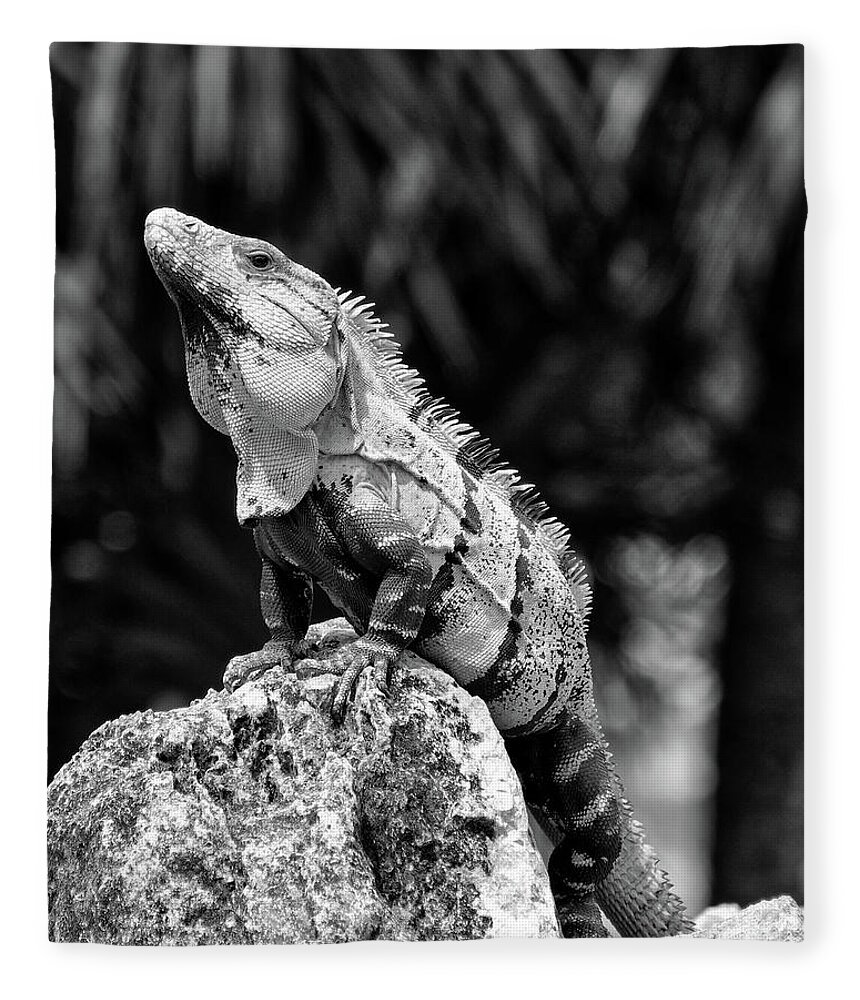 Iguana Fleece Blanket featuring the photograph Big Lizard in My Backyard by Brad Barton