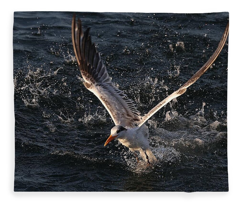 Royal Terns Fleece Blanket featuring the photograph Big Splash by Mingming Jiang