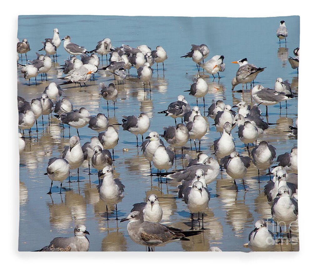 Terns Fleece Blanket featuring the photograph Birds on the Beach by Neala McCarten