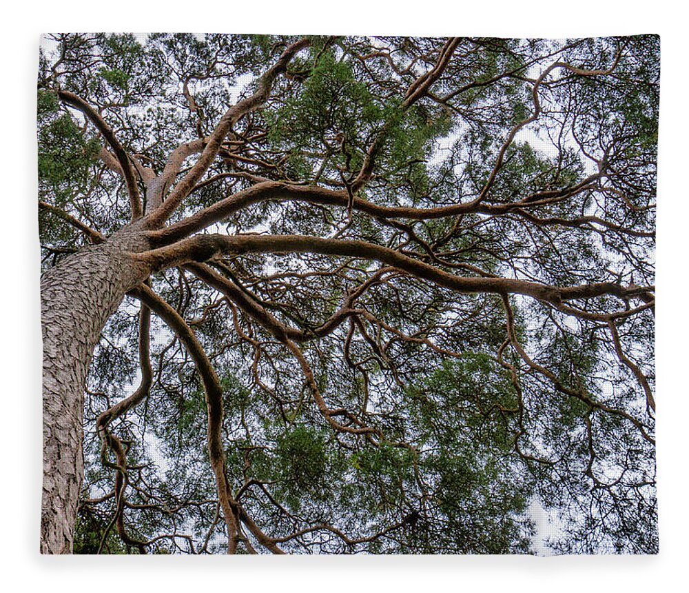 Birr Castle Fleece Blanket featuring the photograph Birr Tree Canopy by Karen Smale