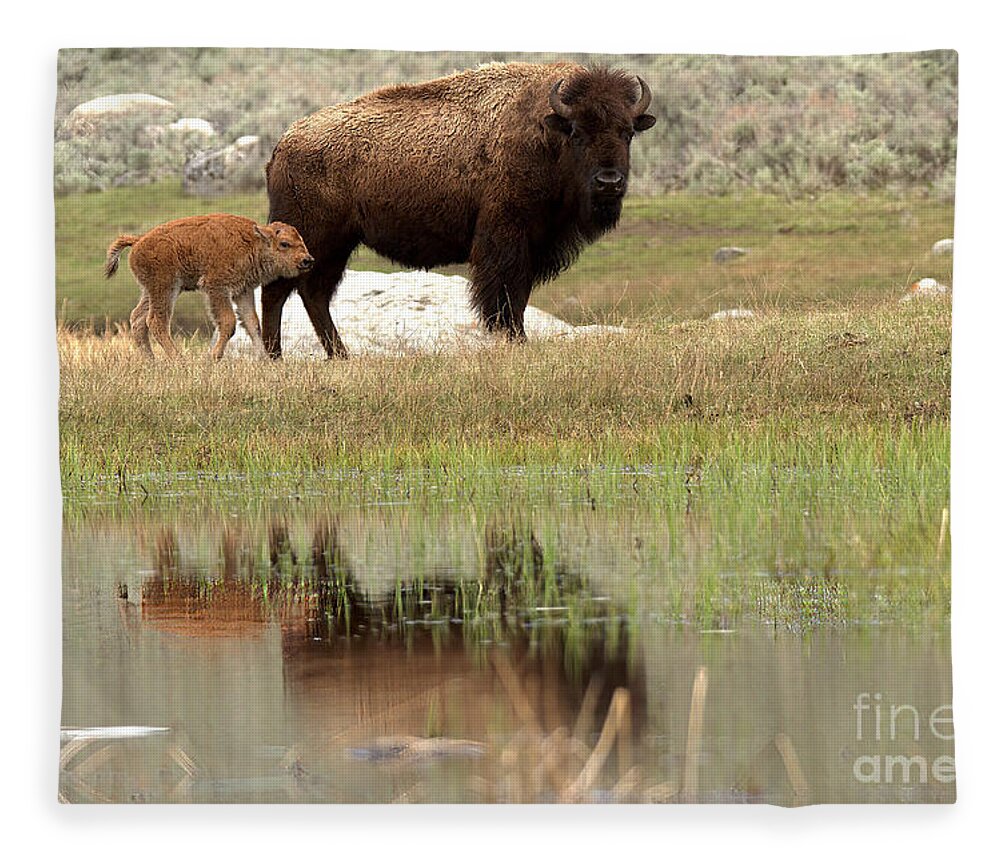 Yellowstone Fleece Blanket featuring the photograph Bison Red Dog With A Wary Eye by Adam Jewell