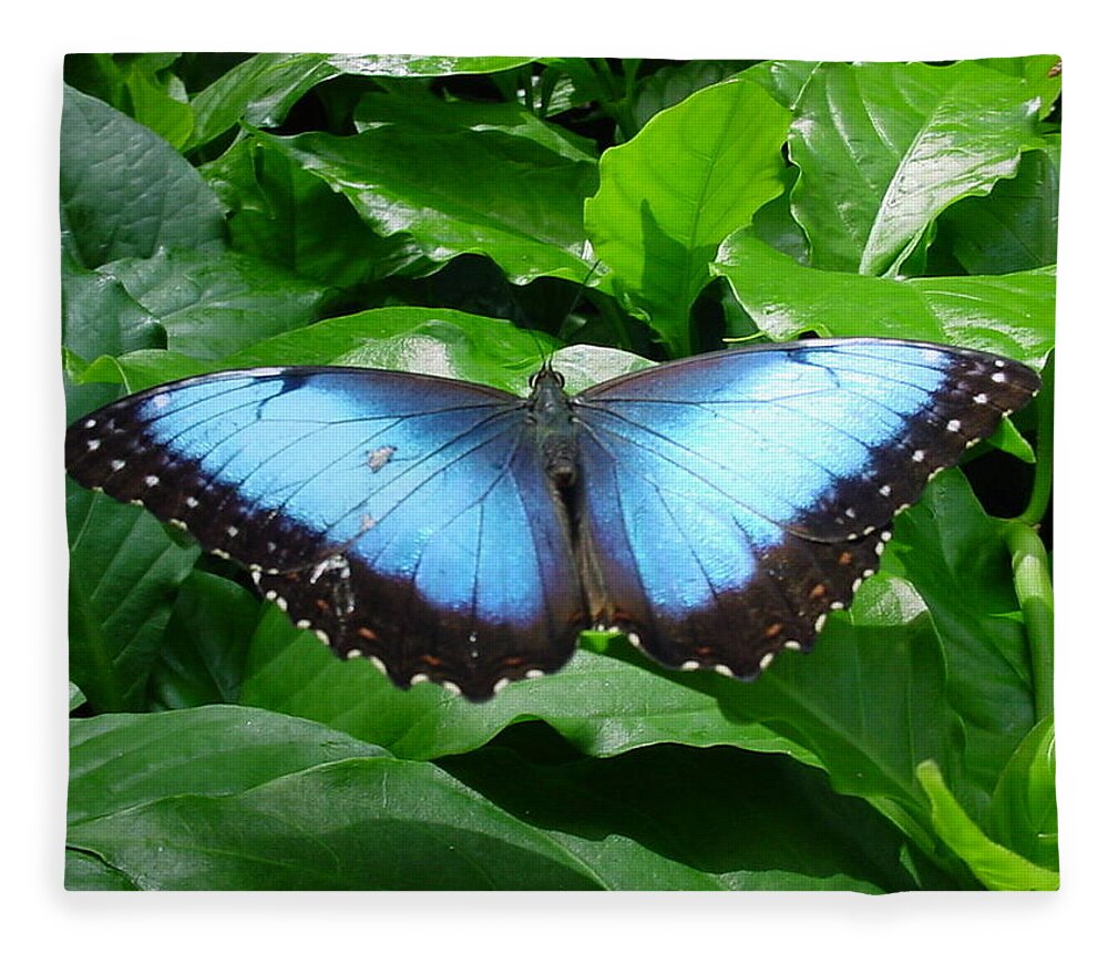Butterflies Fleece Blanket featuring the photograph Black and Blue Butterfly by Pour Your heART Out Artworks