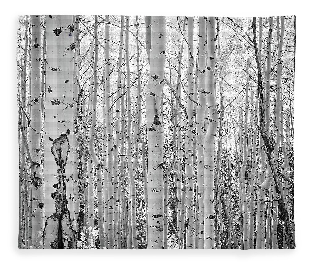 Black And White Fleece Blanket featuring the photograph Black and White Aspen Grove by Rebecca Herranen