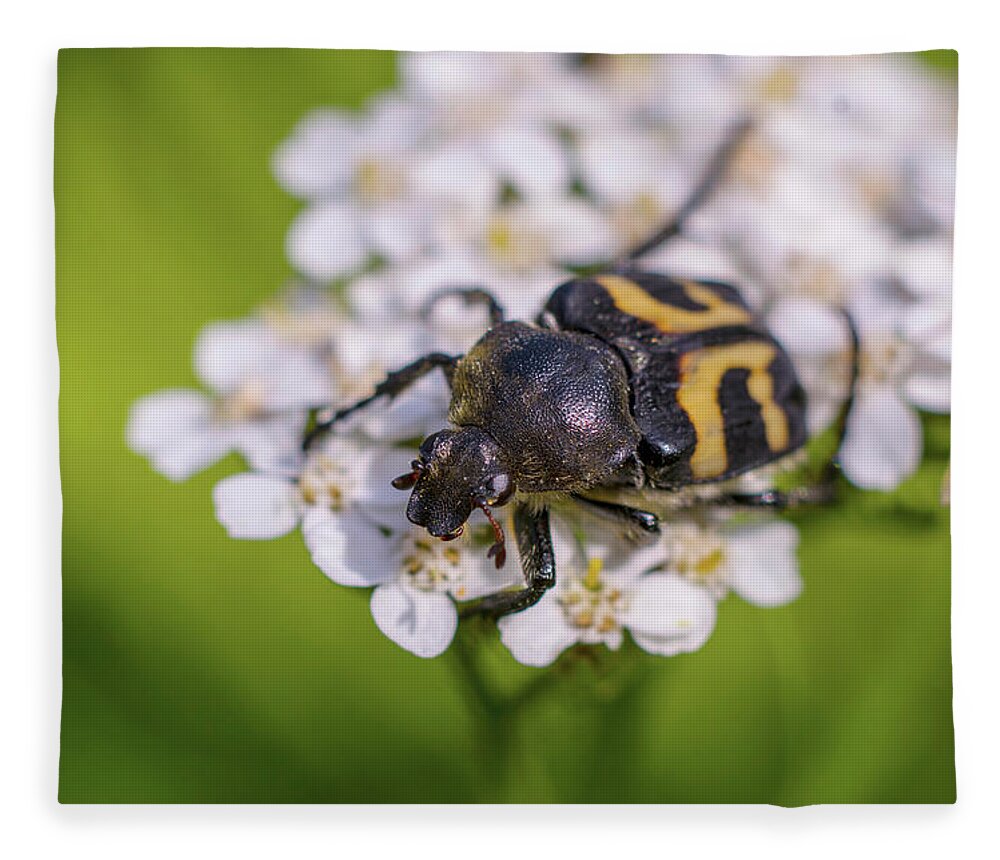 Nature Fleece Blanket featuring the photograph Black-and-yellow bug enjoying flower nectar by Maria Dimitrova
