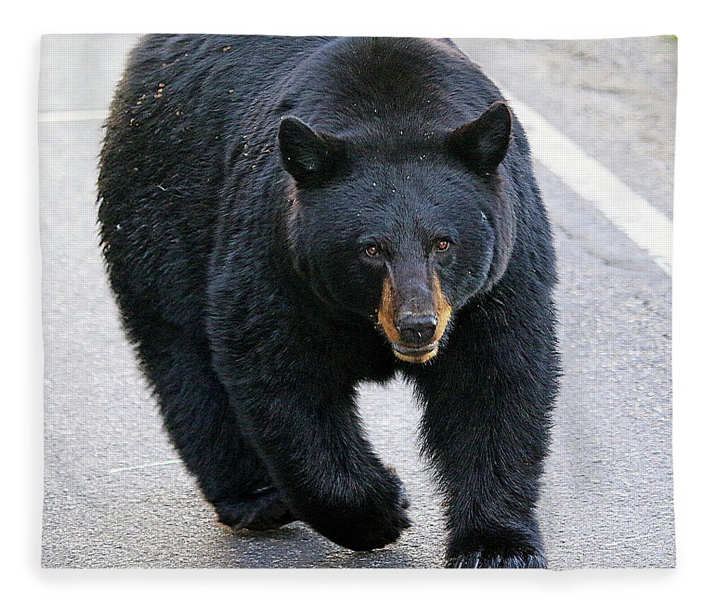 Black Bear Fleece Blanket featuring the photograph Black Bear by Shixing Wen