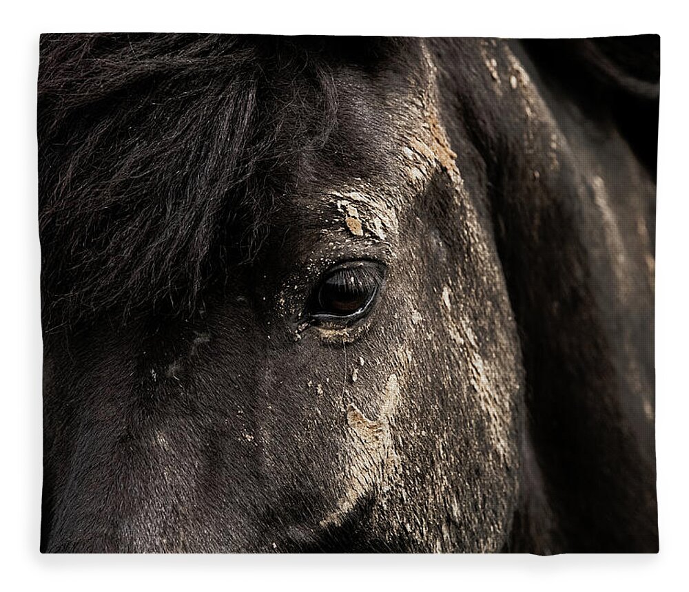 Horse Fleece Blanket featuring the photograph Black Gold - Horse art by Lisa Saint
