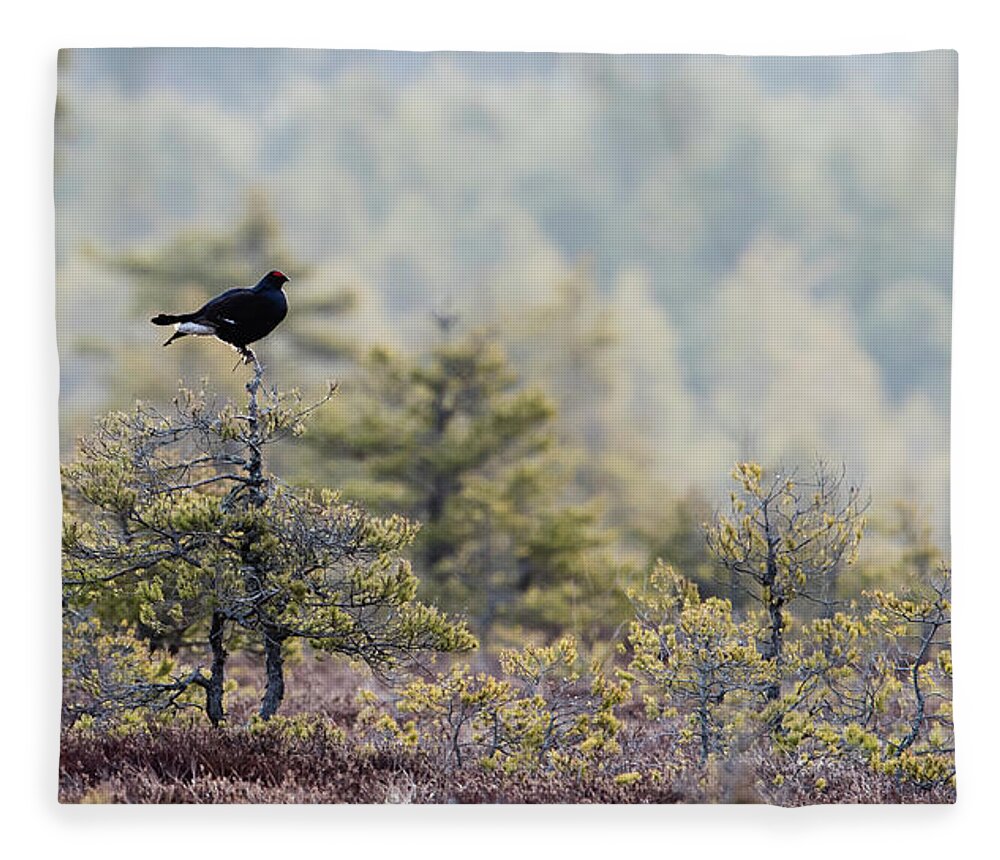 Black Grouse Fleece Blanket featuring the photograph Black Grouse on top of a small pine by Torbjorn Swenelius