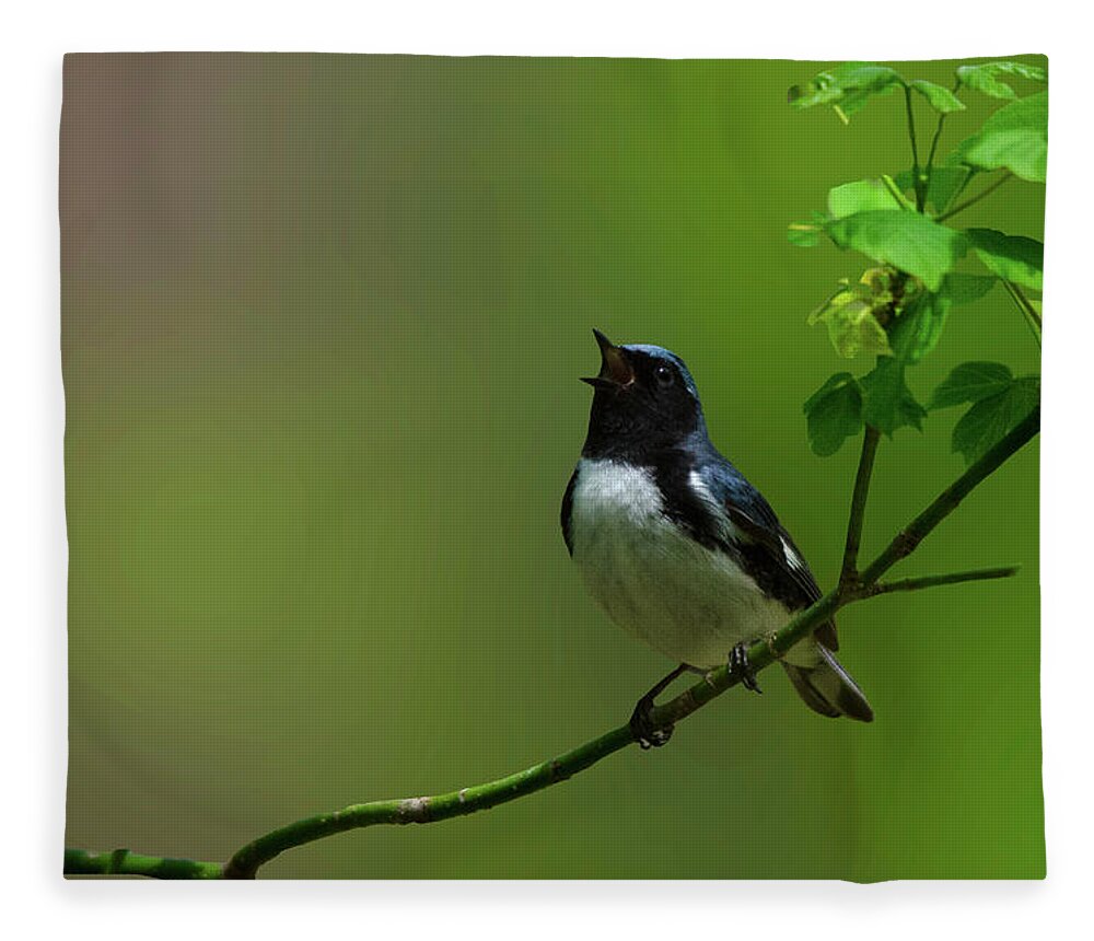 Black Throated Blue Warbler Sings To Delight Fleece Blanket featuring the photograph Black Throated Blue Warbler Sings to Delight by Carolyn Hall