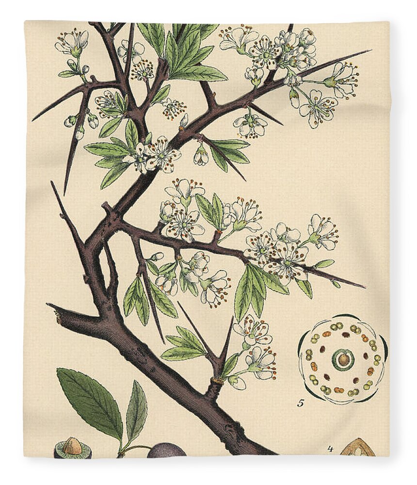 Blackthorn Or Sloe Fleece Blanket featuring the painting Blackthorn or sloe, Prunus spinosa by European School