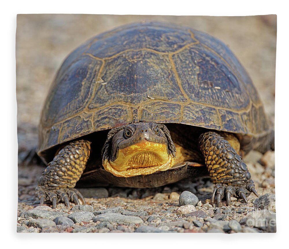 Turtle Fleece Blanket featuring the photograph Blanding Turtle by Natural Focal Point Photography