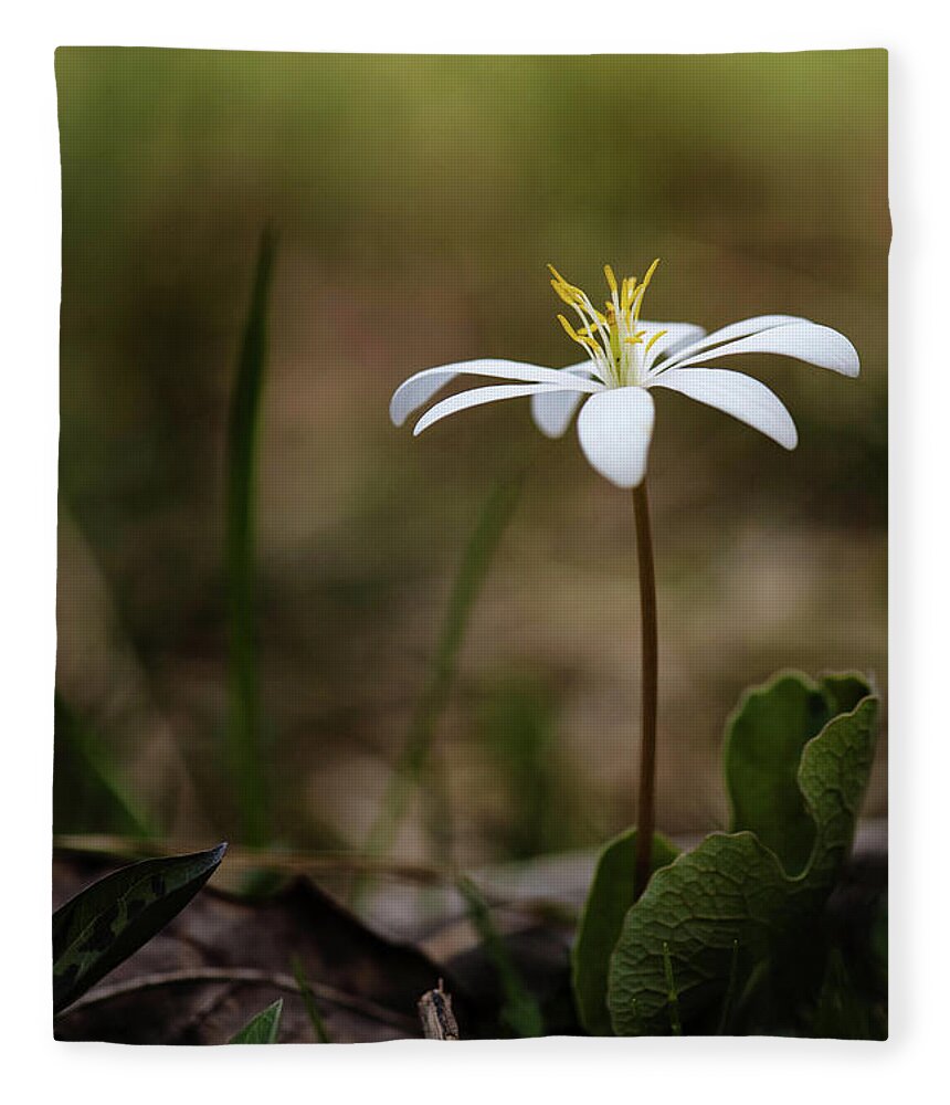 Bloodroot Fleece Blanket featuring the photograph Bloodroot by Linda Shannon Morgan