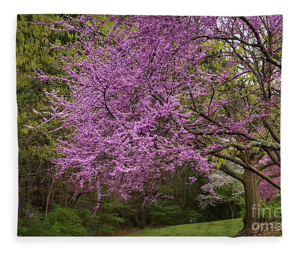 Eastern Rudbud Fleece Blanket featuring the photograph Blooming Redbuds by Amy Dundon