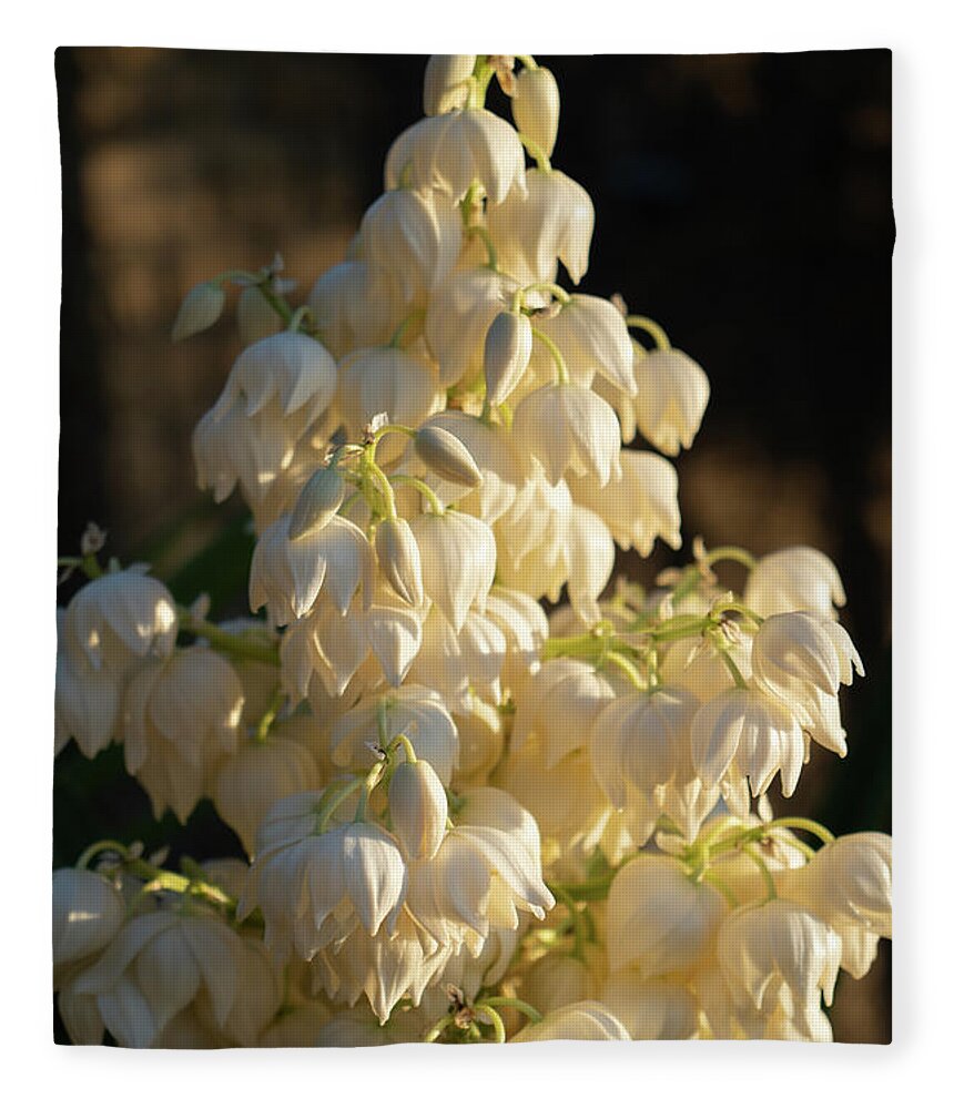 Yucca Palm Fleece Blanket featuring the photograph Blossoms of a Yucca Palm in the golden sunlight 1 by Adriana Mueller