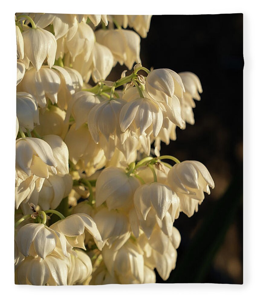 Yucca Palm Fleece Blanket featuring the photograph Blossoms of a Yucca Palm in the golden sunlight 2 by Adriana Mueller