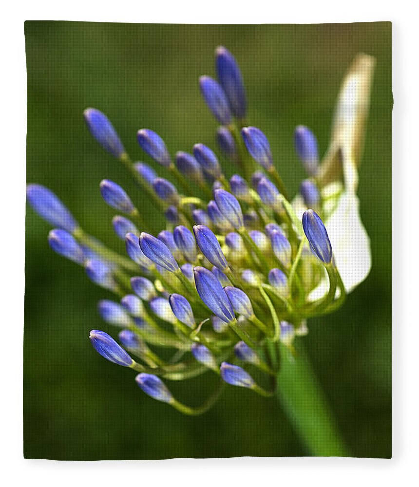 Lily Of The Nile Fleece Blanket featuring the photograph Blue Agapanthus Hand by Joy Watson