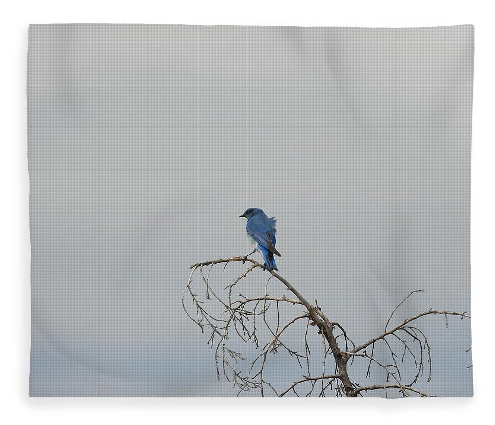 Blue Bird Fleece Blanket featuring the photograph Blue Bird in the Wind 2 by Amanda R Wright