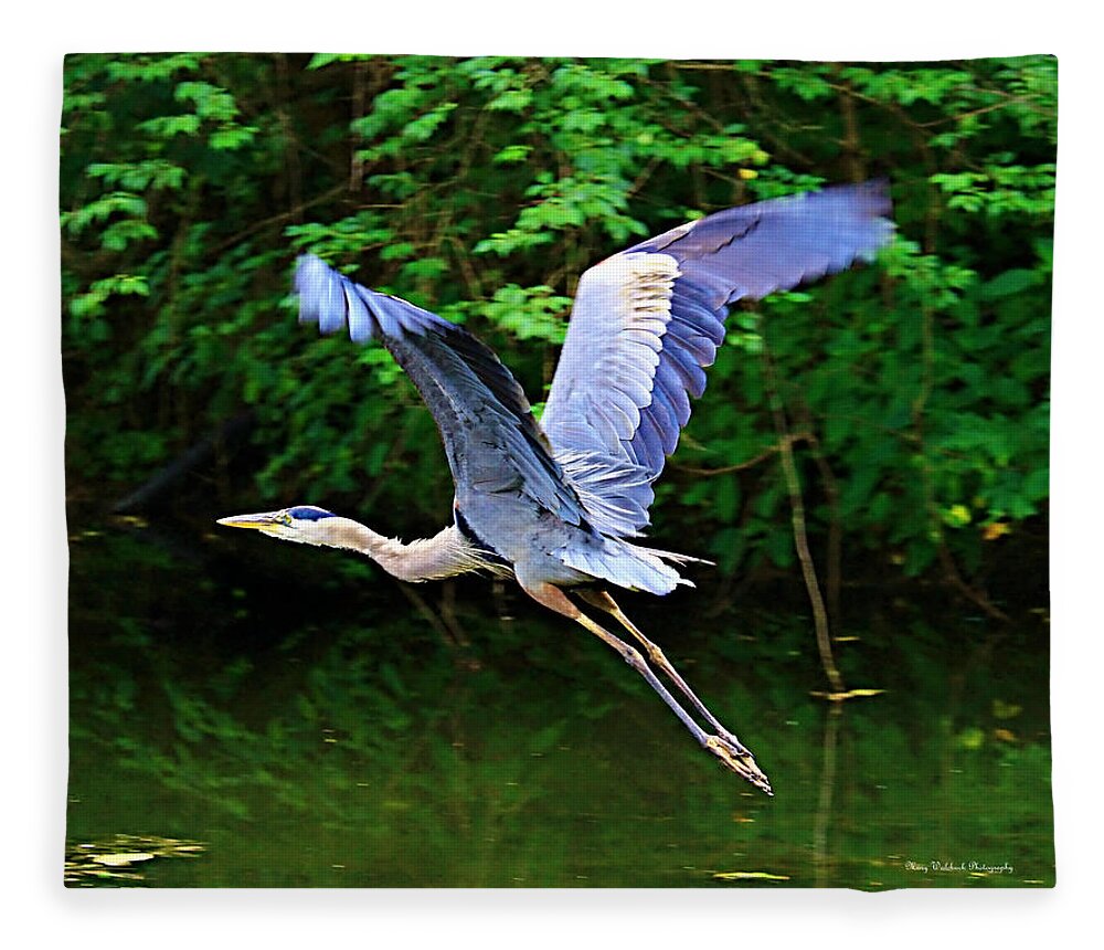 Blue Heron Fleece Blanket featuring the photograph Blue Heron in Flight by Mary Walchuck