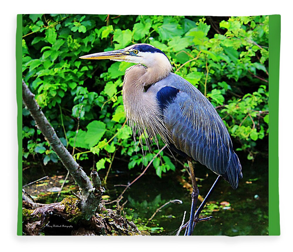 Blue Heron Fleece Blanket featuring the photograph Blue Heron Portrait by Mary Walchuck