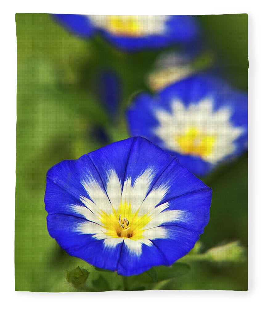 Flowers Fleece Blanket featuring the photograph Blue Morning Glory Flowers by Christina Rollo