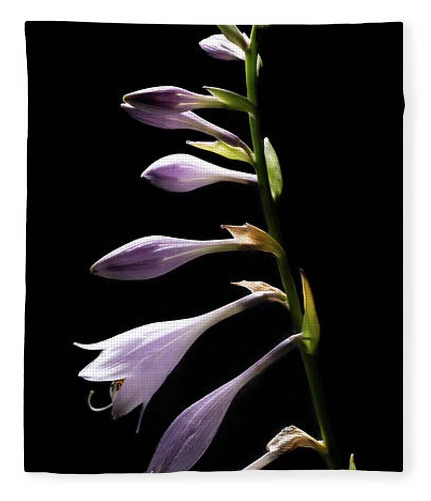 Blue Plantain Lily Fleece Blanket featuring the photograph Blue Plantain Lily 2 by Kevin Suttlehan