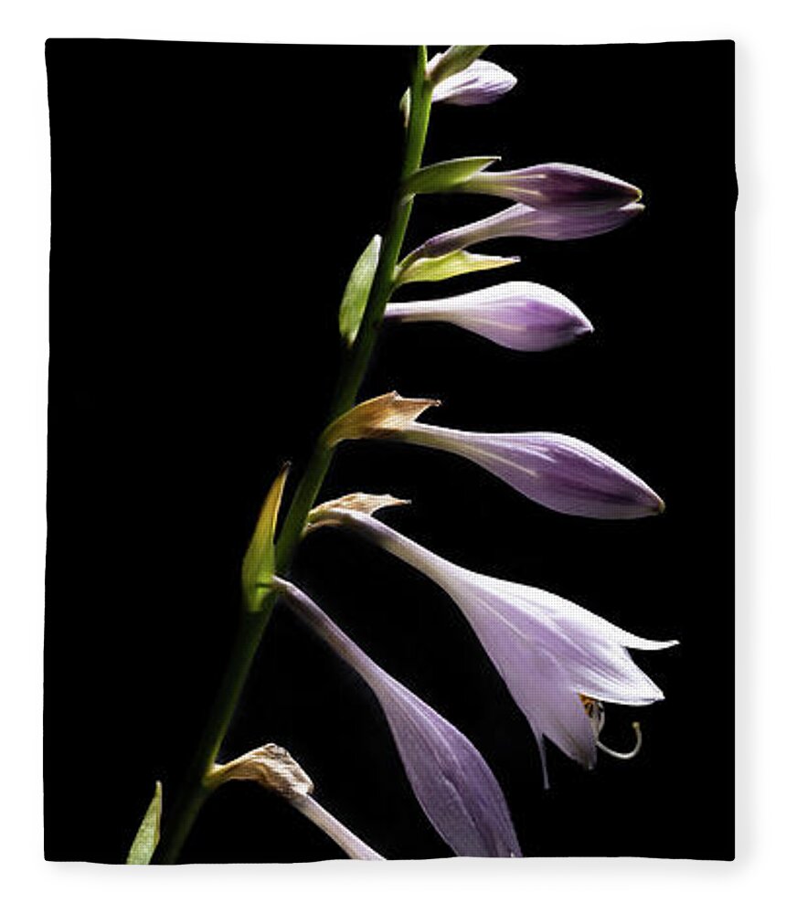 Blue Plantain Lily Fleece Blanket featuring the photograph Blue Plantain Lily by Kevin Suttlehan