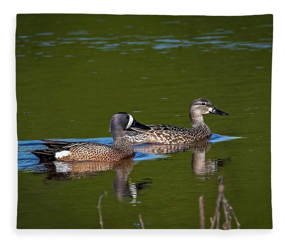 Animals Fleece Blanket featuring the photograph Blue Winged Teal by Brian Shoemaker