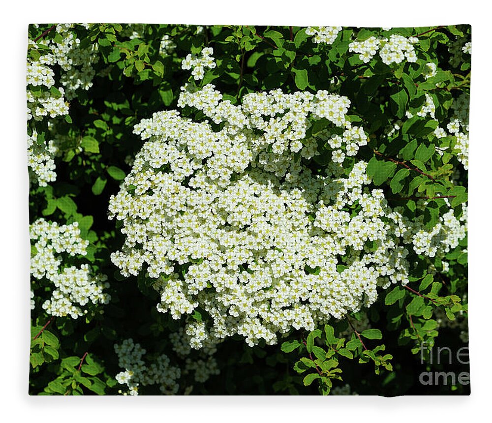 Bridal Wreath Spirea Fleece Blanket featuring the photograph Bridal Wreath Spirea by Rachel Cohen