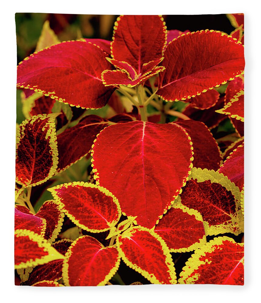 Plant Fleece Blanket featuring the photograph Bright Red Coleus by Cindy Robinson