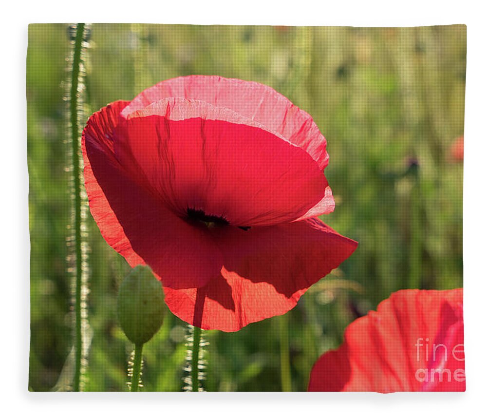 Poppy Fleece Blanket featuring the photograph Bright red petals of a poppy by Adriana Mueller