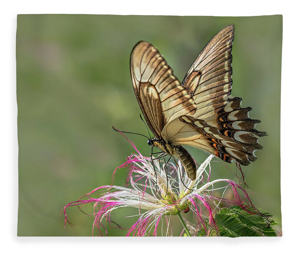 Butterfly Fleece Blanket featuring the photograph Broad Banded Swallowtail Butterlfy by Linda Villers