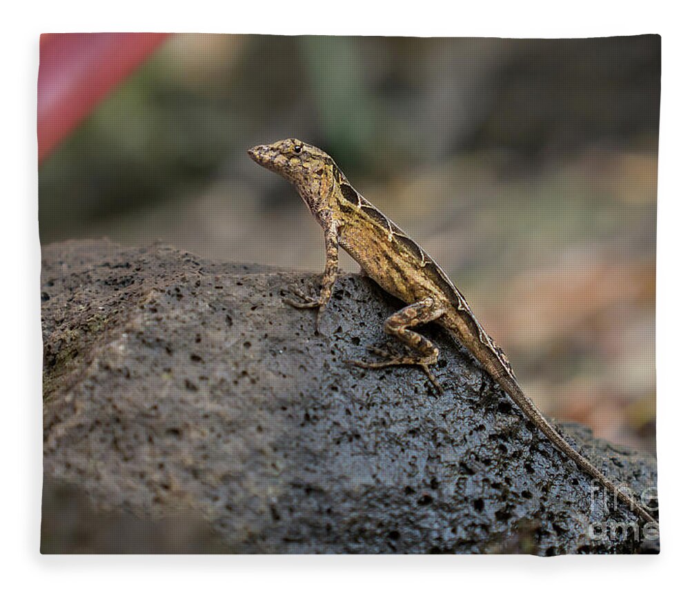 Animal Fleece Blanket featuring the photograph Brown Anole Female Looking Alert by Nancy Gleason