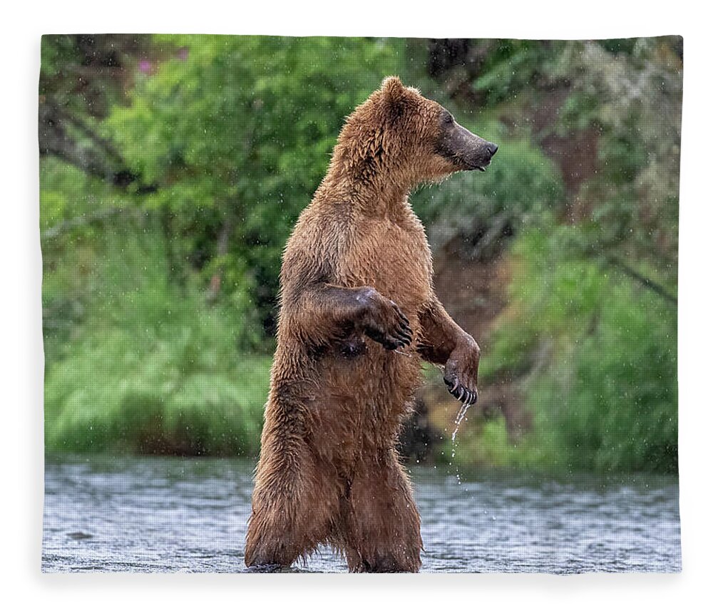Brown Bear Fleece Blanket featuring the photograph Brown Bear, Brown Bear, What do you See? by Randy Robbins